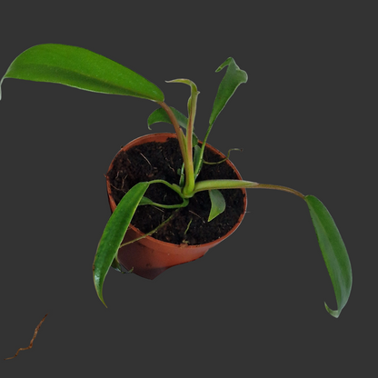 Philodendron Joepii – 6cm Pot