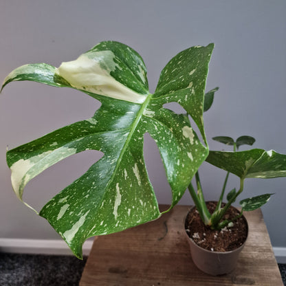 Monstera Thai Constellation Houseplant 12cm pot (5)