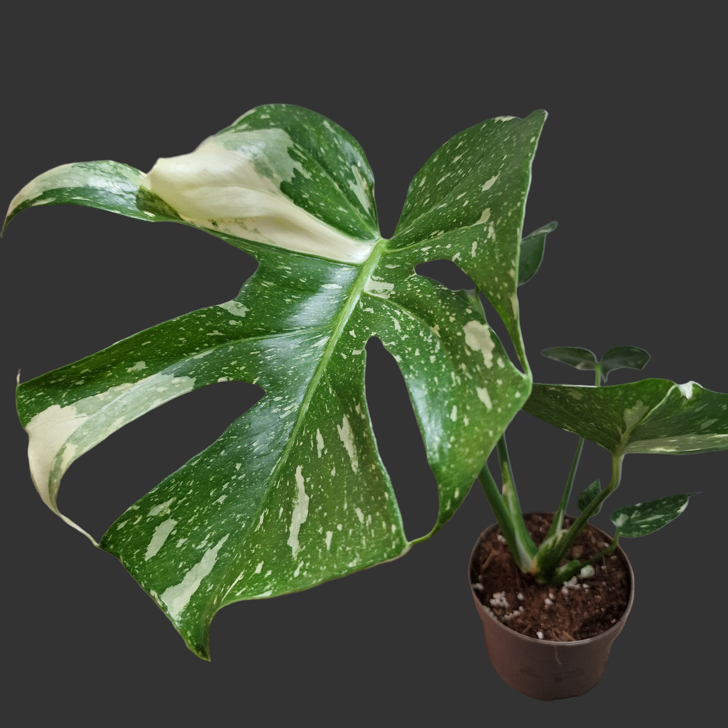 Monstera Thai Constellation Houseplant 12cm pot (5)