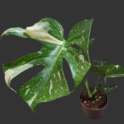 Monstera Thai Constellation Houseplant 12cm pot (5)