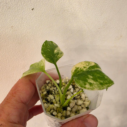14133 Sam Towsey - Monstera Mint China’s Version – Exact Plant No. 12 - See Description