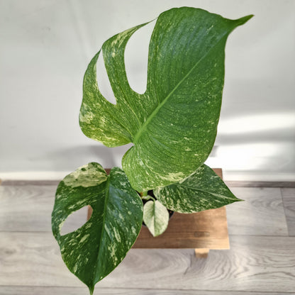 Monstera Deliciosa Mint Variegata – 12cm Pot (#2)