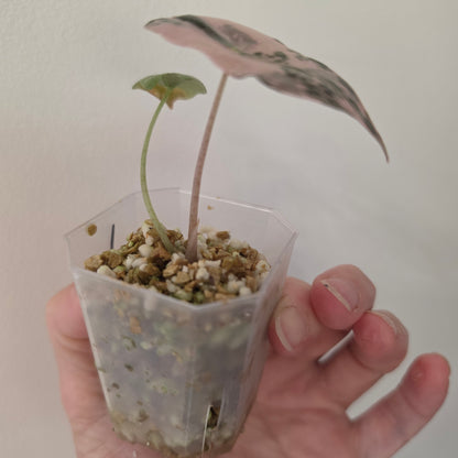 Alocasia Pink Nobilis Variegated – Fully Acclimatised | Exact Plant #1