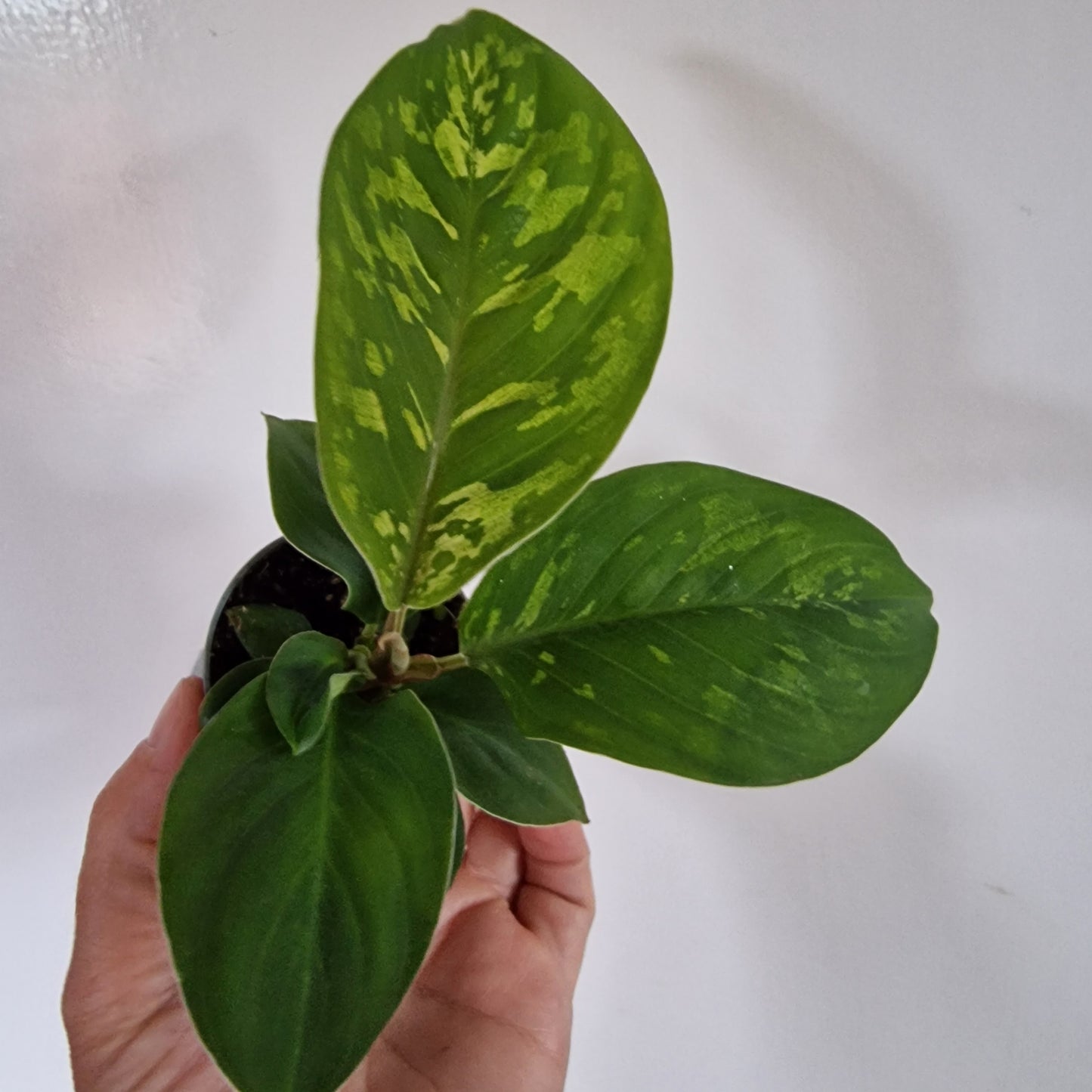 Homalomena Camouflage Rare Houseplant 6cm pot
