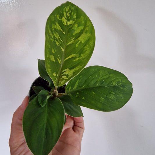 Homalomena Camouflage Rare Houseplant 6cm pot