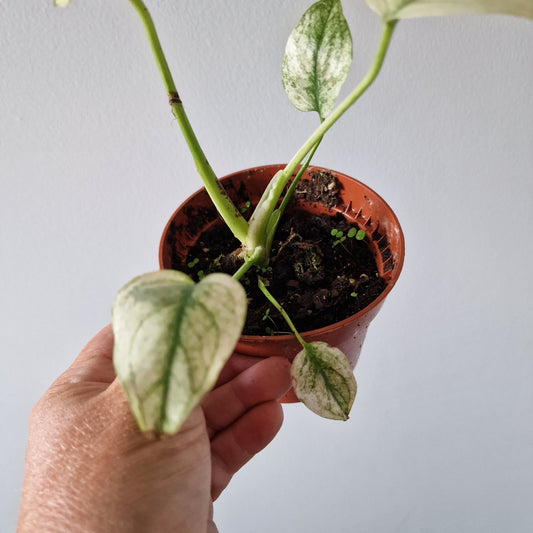 Monstera Deliciosa Mint Variegata Rare Houseplant 10.5cm pot (2)