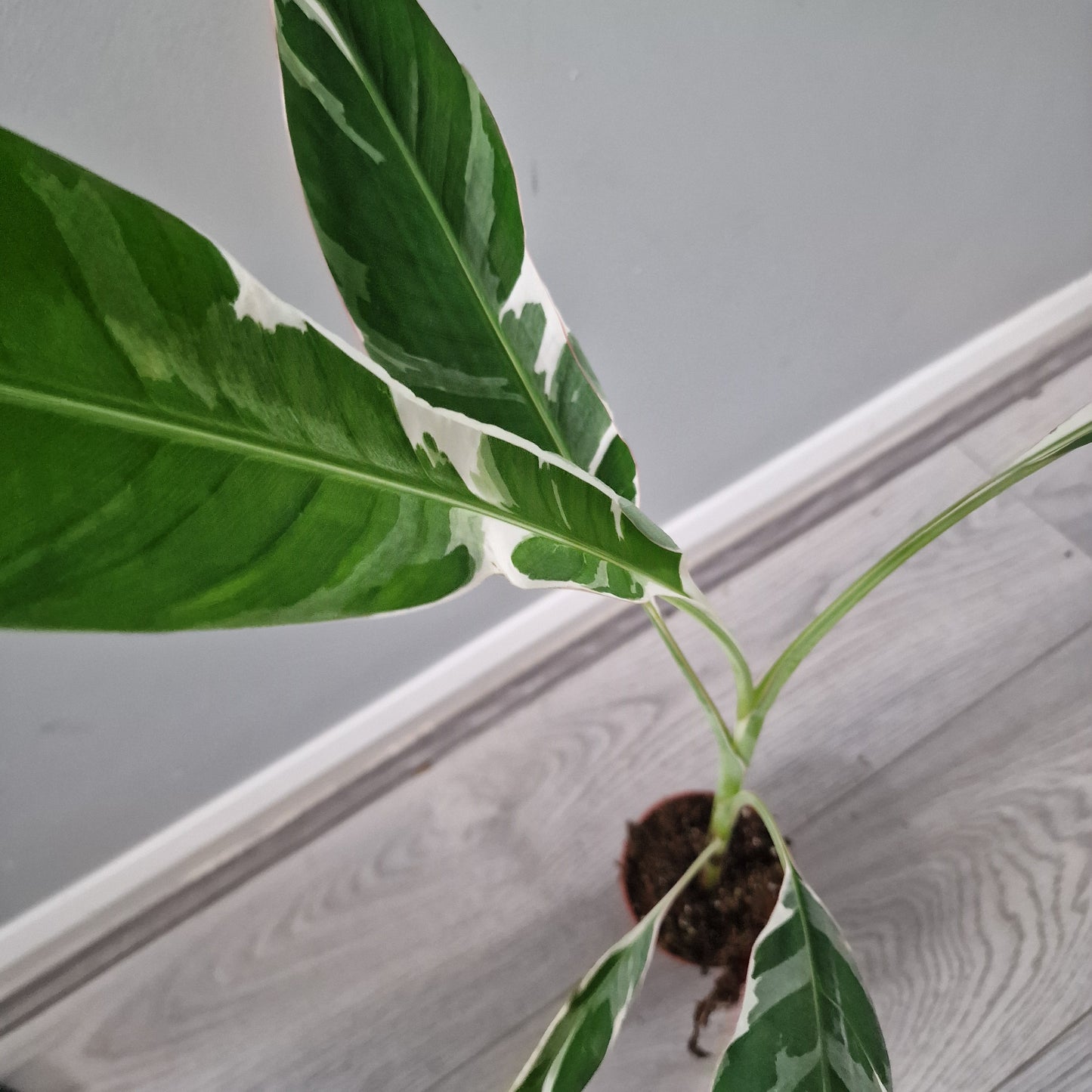 Musa Florida Variegata Rare Houseplant 10.5cm pot (4)