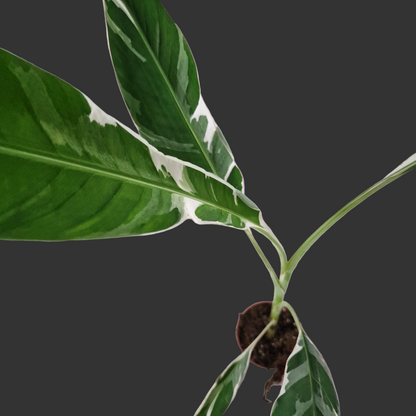 Musa Florida Variegata Rare Houseplant 10.5cm pot (4)