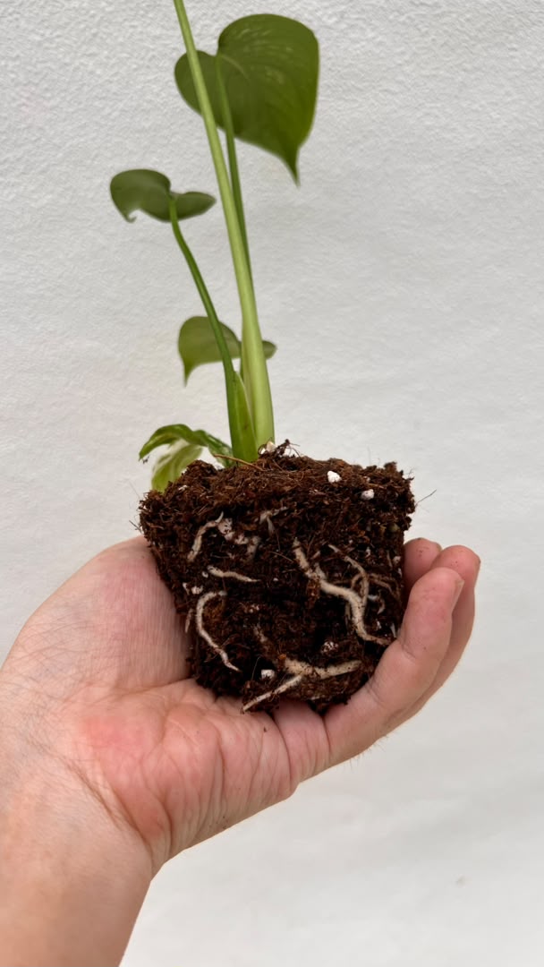 Pre-Order Monstera Devil – Fresh UK Arrival (10cm Pot)