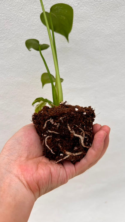 Pre-Order Monstera Devil – Fresh UK Arrival (10cm Pot)