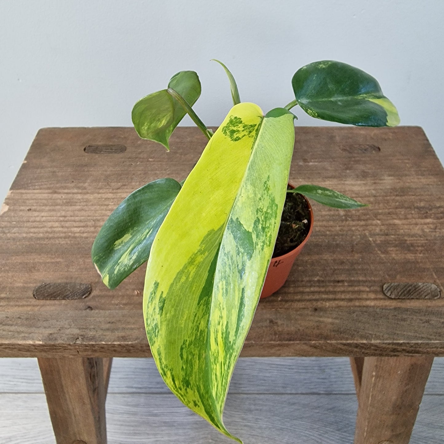 Philodendron Florida Beauty – 7cm Pot (#4)