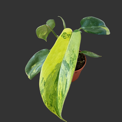 Philodendron Florida Beauty – 7cm Pot (#4)