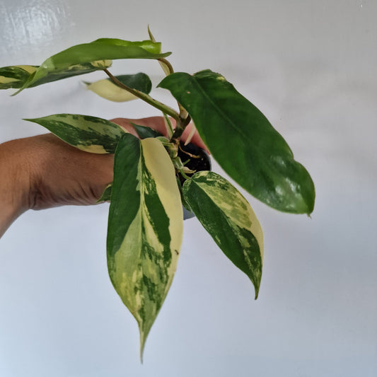 Philodendron Florida Beauty Rare Houseplant 6cm pot