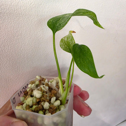 Monstera Deliciosa Thai Mint – Exact Plant #3
