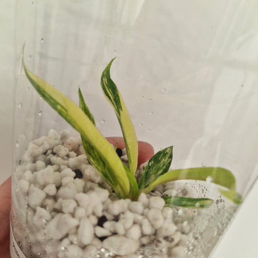 PRE-ORDER – Philodendron Tortum Variegated – Young Exact TC Plant (#5)