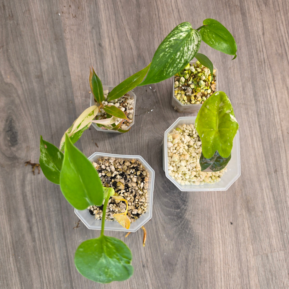 MIXED RARE PLANT BUNDLE - see description