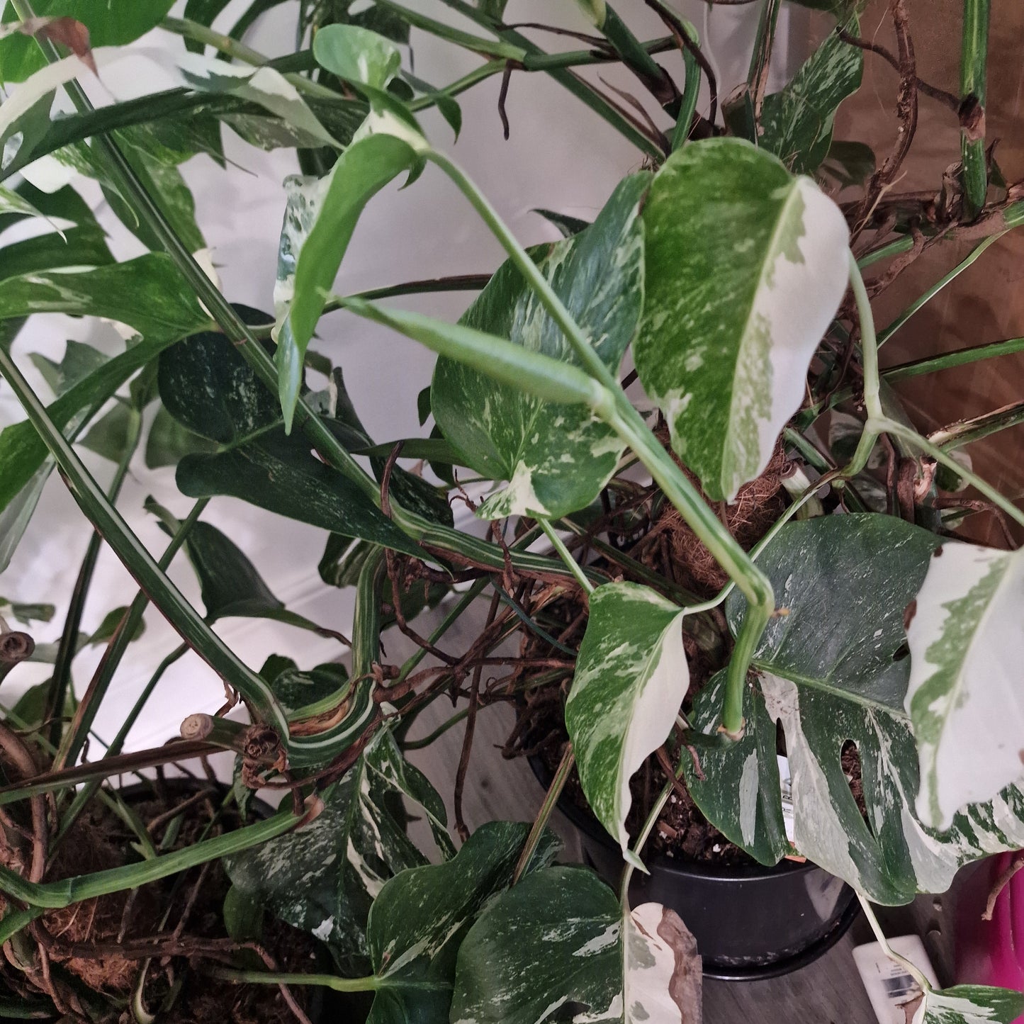 Monstera Albo Good Variegation Middle Cutting