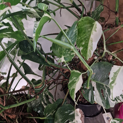 Monstera Albo Good Variegation Middle Cutting