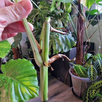 Monstera Albo Highly Variegated Middle Cutting