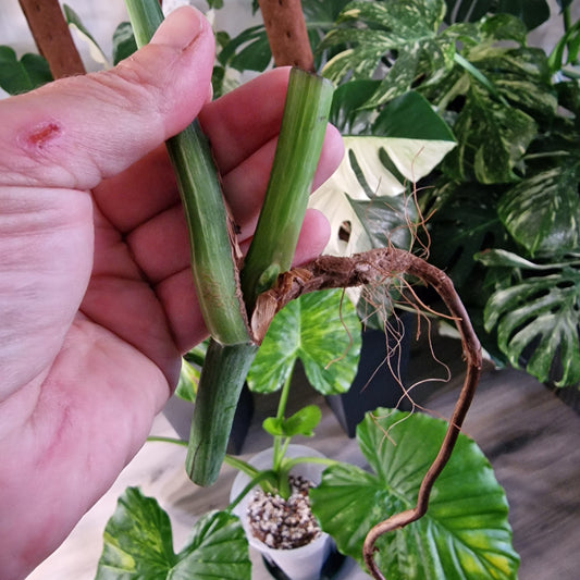 Monstera Albo Variegated Middle Cutting