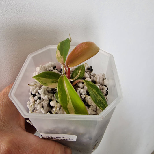 Philodendron Joepii Variegated – Exact Plant (#4)