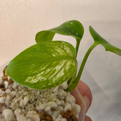 Monstera Devil – Acclimatised TC - Exact Plant (4) See Description