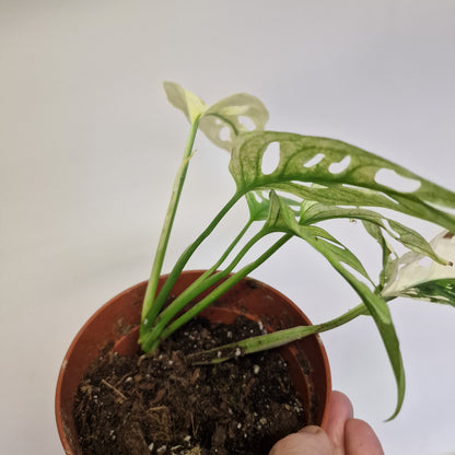 Monstera Adansonni Variegated #3