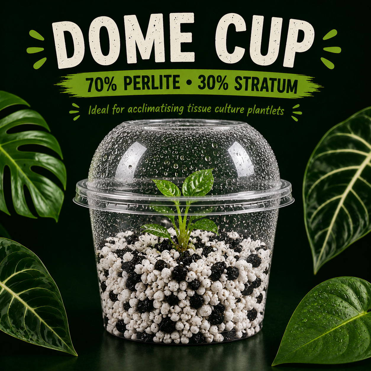 Tissue Culture Acclimatisation Dome Cup Kit 591ml – 70% Perlite / 30% Stratum