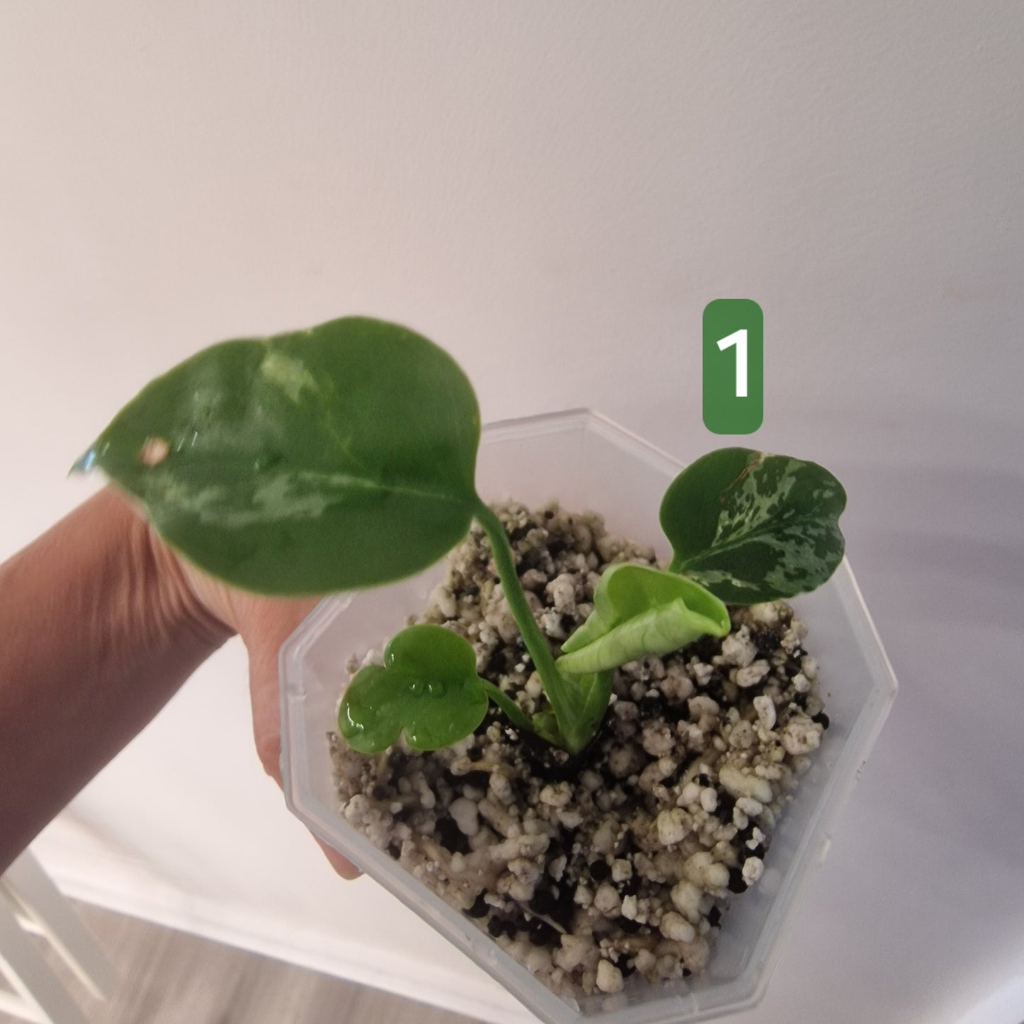 Monstera Bulbasaur – Choose Your Exact Plant see description