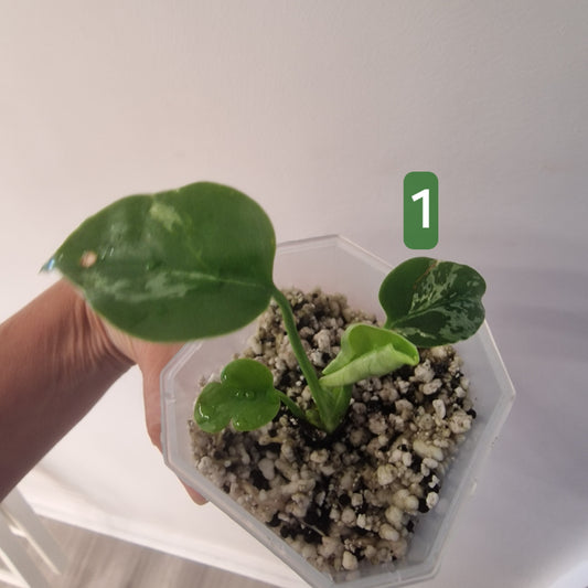 Monstera Bulbasaur – Choose Your Exact Plant see description