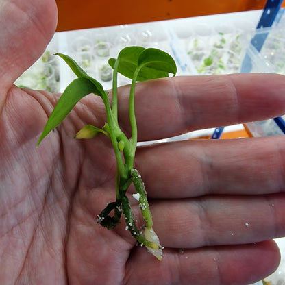 Anthurium Delta Force – Tissue Culture Plantlet