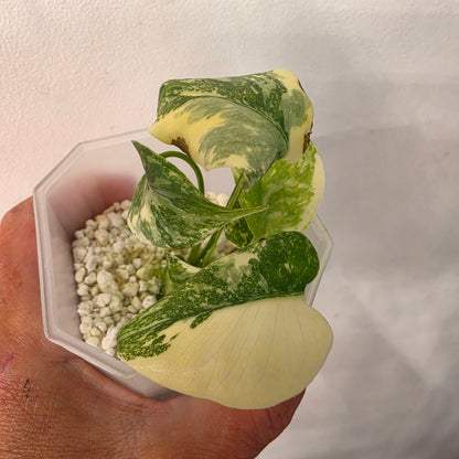 Monstera Crème Brûlée – Exact Plant No. 1 - See Description