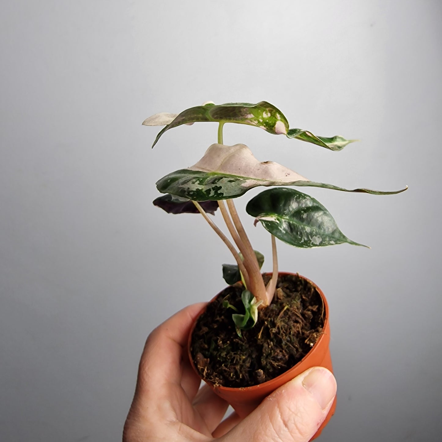 Alocasia Polly Variegata – 7cm Pot - Exact Plant (#2)