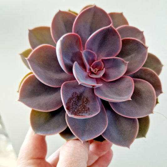 Echeveria Purple Pearl Houseplant 12cm pot