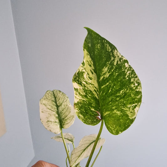 Monstera Thai Constellation Rare Houseplant 10.5cm pot (c)