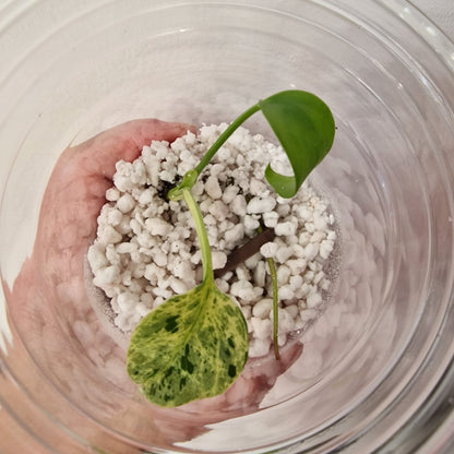 Pre-order Monstera Bulbasaur – Young TC Plantlet Exact Plant (1-13)