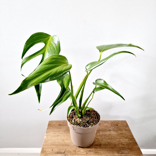 Monstera Burle Marx Flame Houseplant 13cm pot (2)