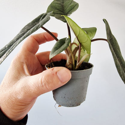 Alocasia Scalprum Rare Houseplant 6cm pot