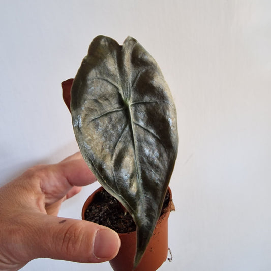 Alocasia Suhirmaniana 'Red Petiole' Rare Houseplant 6cm pot