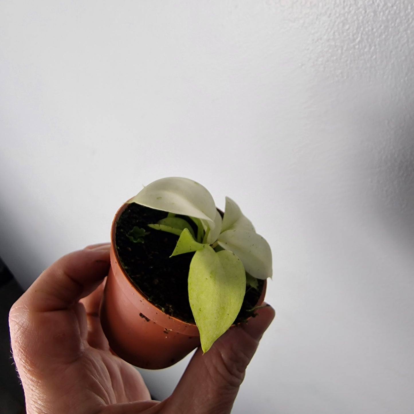 Philodendron Snowdrift – 6cm Pot