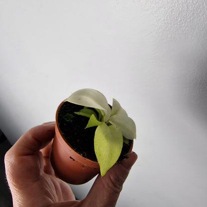 Philodendron Snowdrift – 6cm Pot