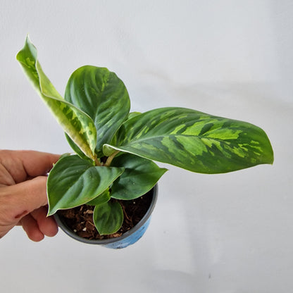 Homalomena Camouflage Rare Houseplant 9cm pot