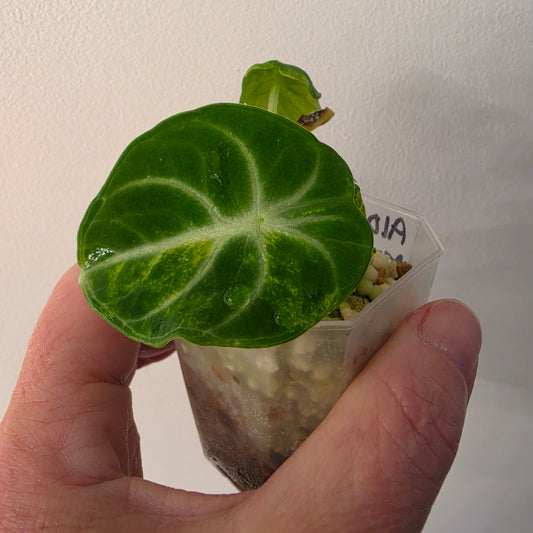 Alocasia Ninja Aurea Variegated – Exact Plant #2