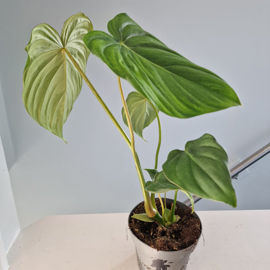 Philodendron Mc Dowell Rare Houseplant 12cm pot
