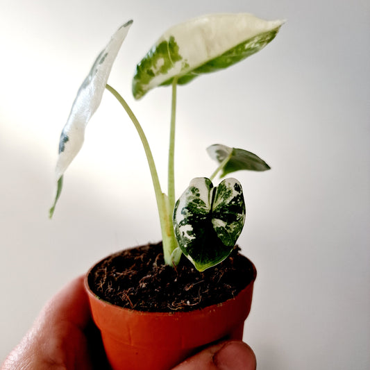 Alocasia Variegated Frydek Houseplant 7cm pot (4)