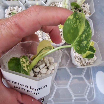 Tissue Culture Plant - Pre-order - please see description