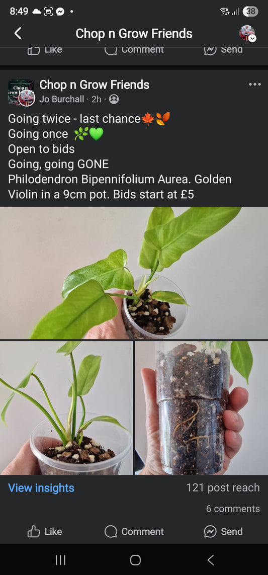 Sunday Sale Jay Violin