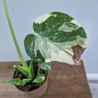 Monstera Thai Constellation Rare Houseplant 8cm pot (3)