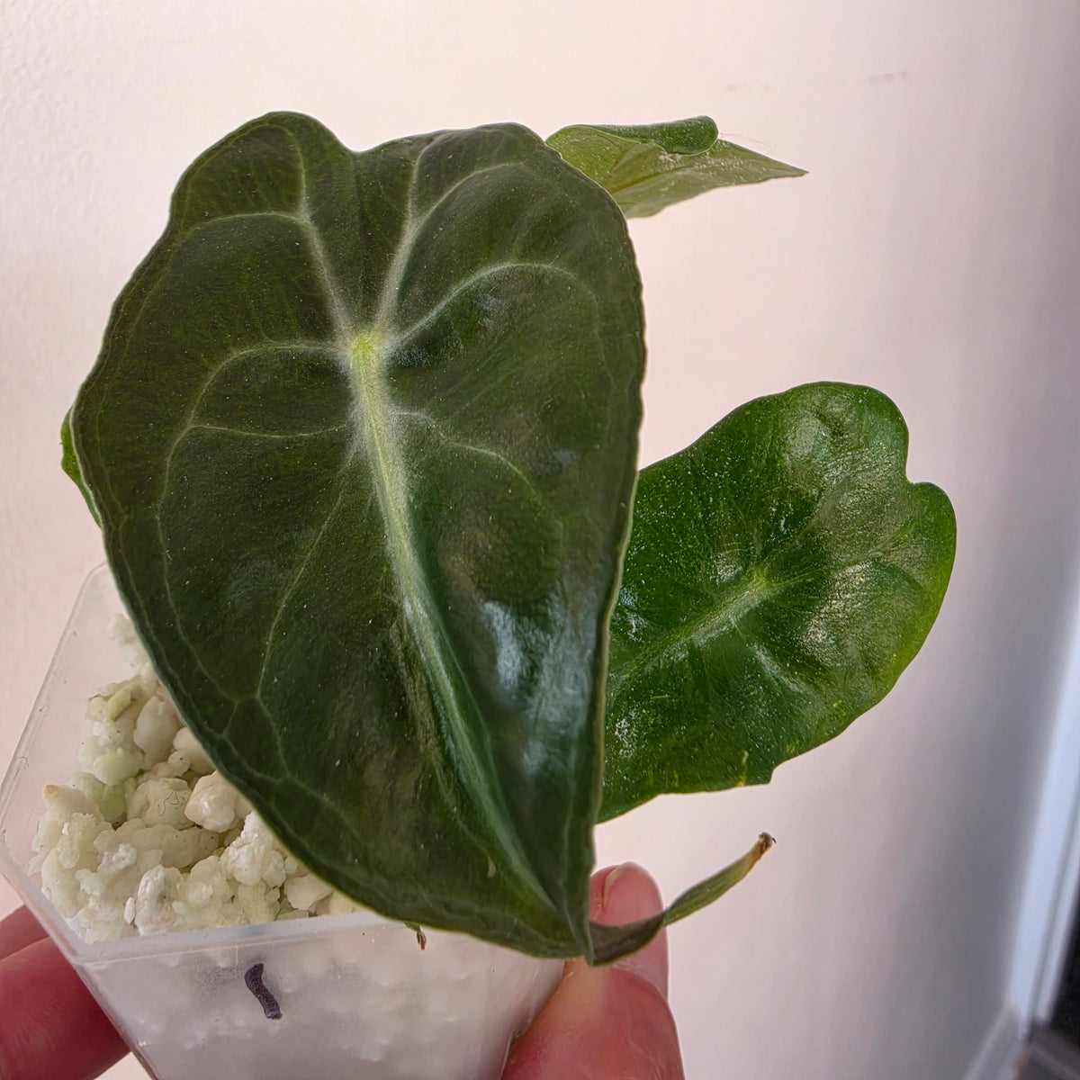 Alocasia bundle - see description