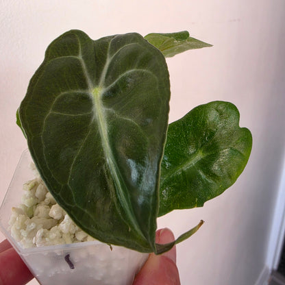 Alocasia bundle - see description